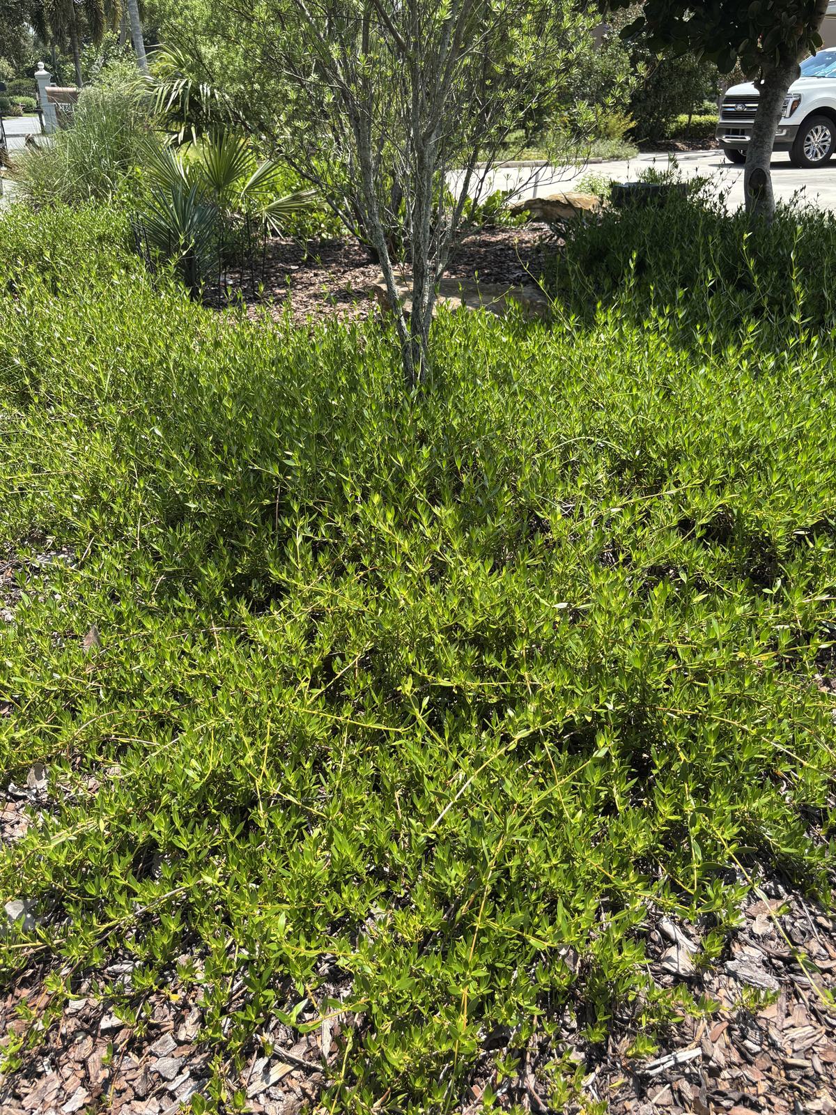 Beach Creeper, Ernodea littoralis