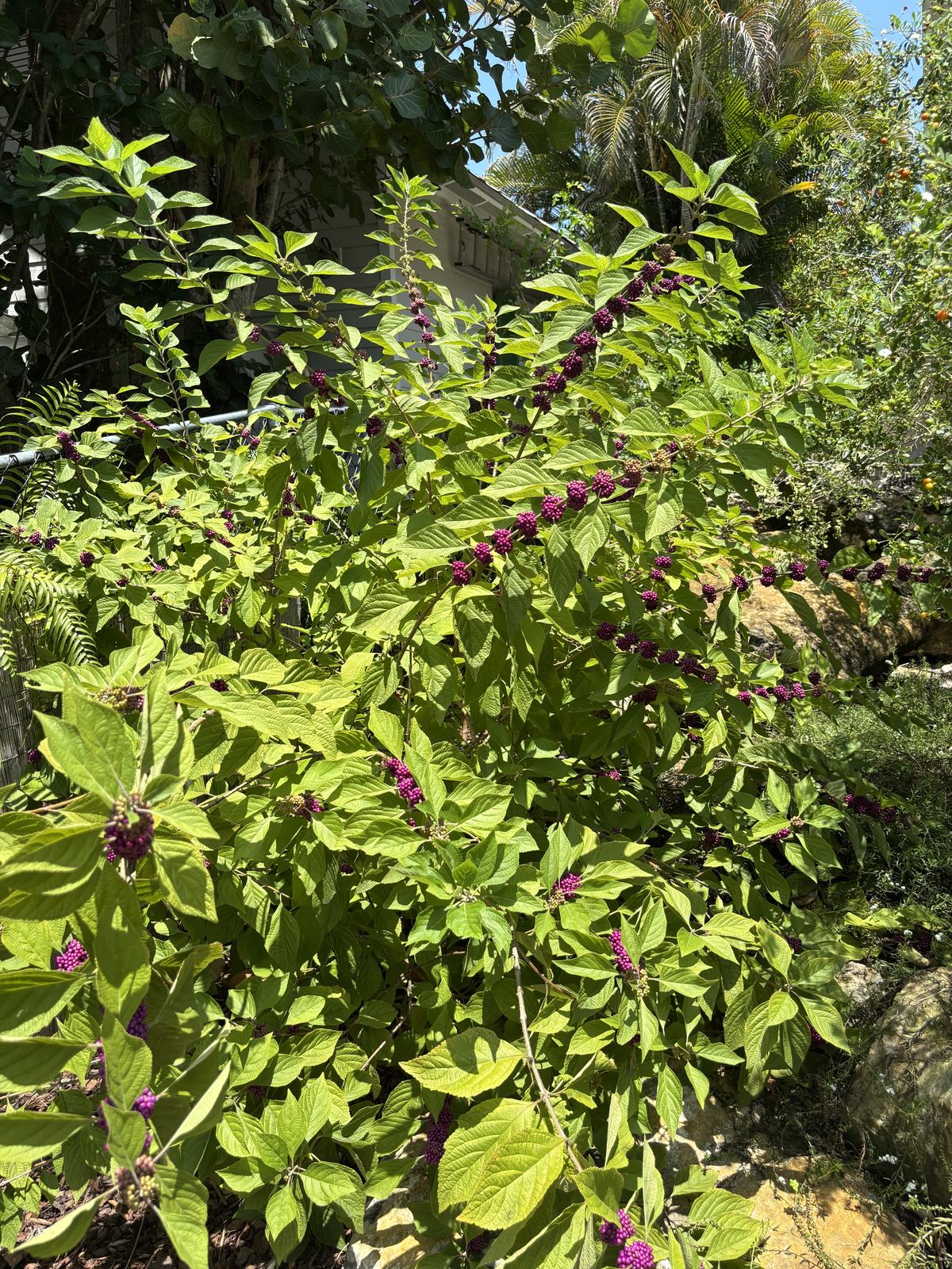 American Beautyberry Callicarpa americana