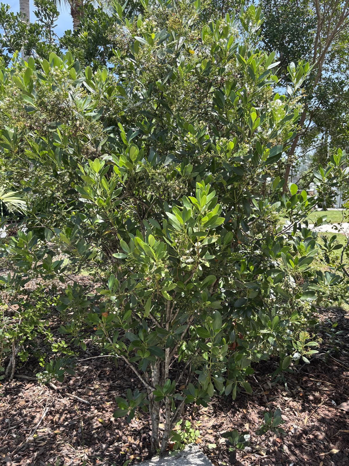 Black Torch, Erithalis fruticosa