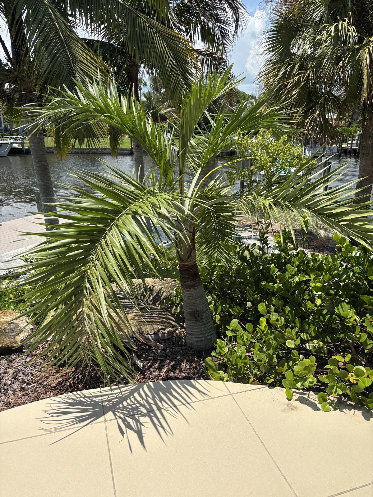 Buccaneer Palm, Pseudophoenix sargentii