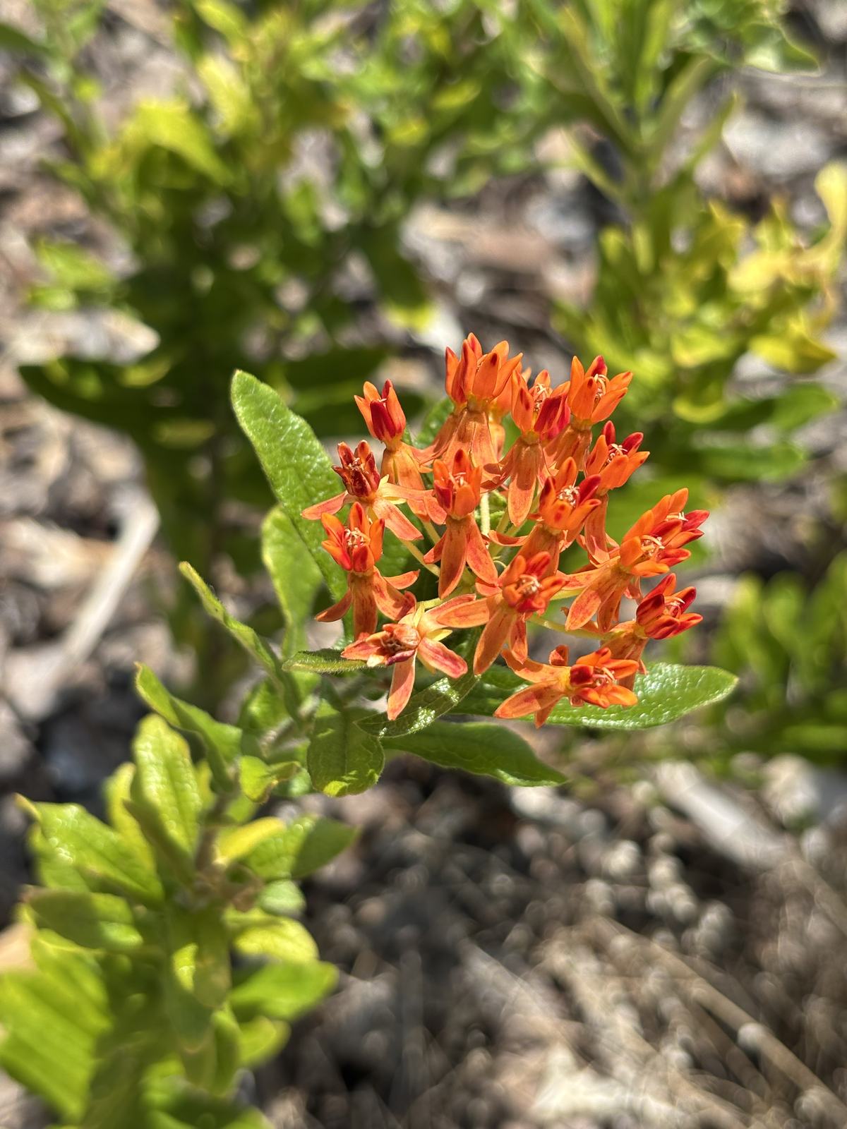 Butterfly Weed, Asclepias tuberosa