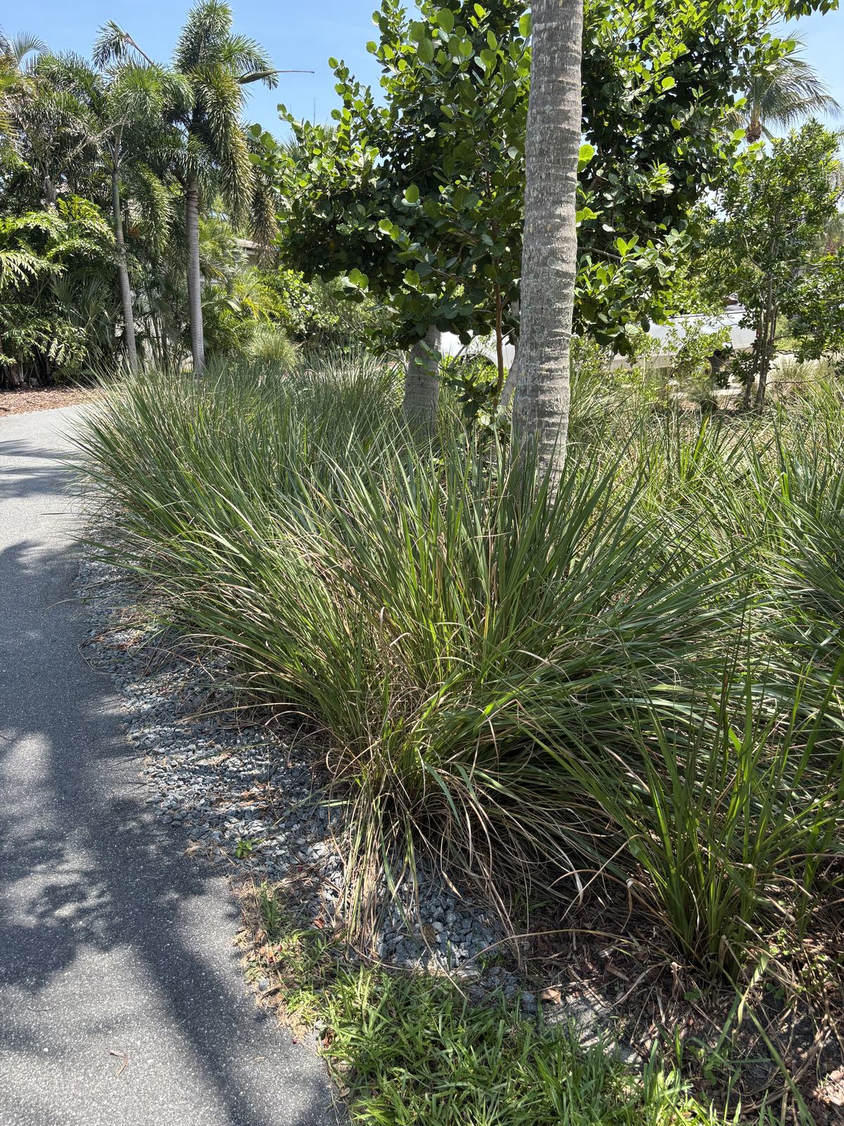 Fakahatchee Grass, Tripsacum dactyloides