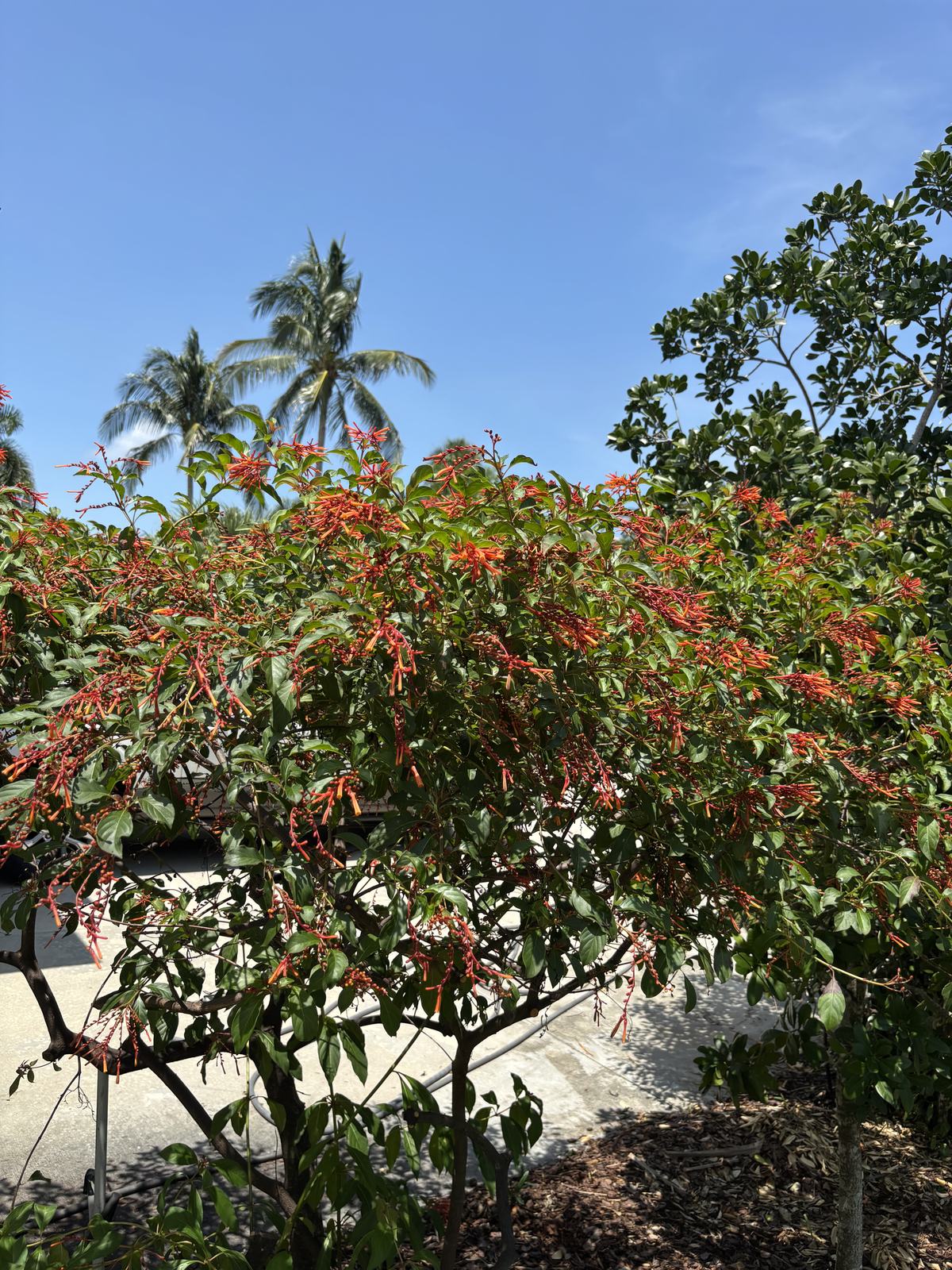 Firebush Hamelia patens