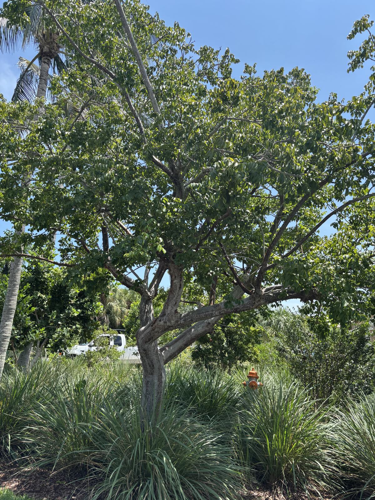 Gumbo Limbo Bursera simaruba