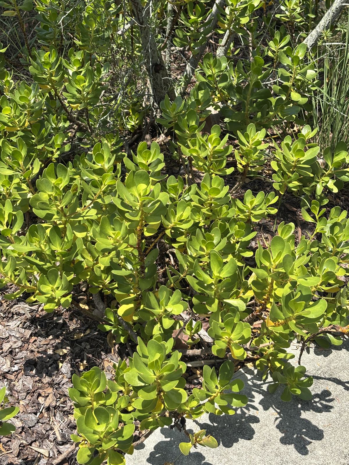 Inkberry, Scaevola plumieri