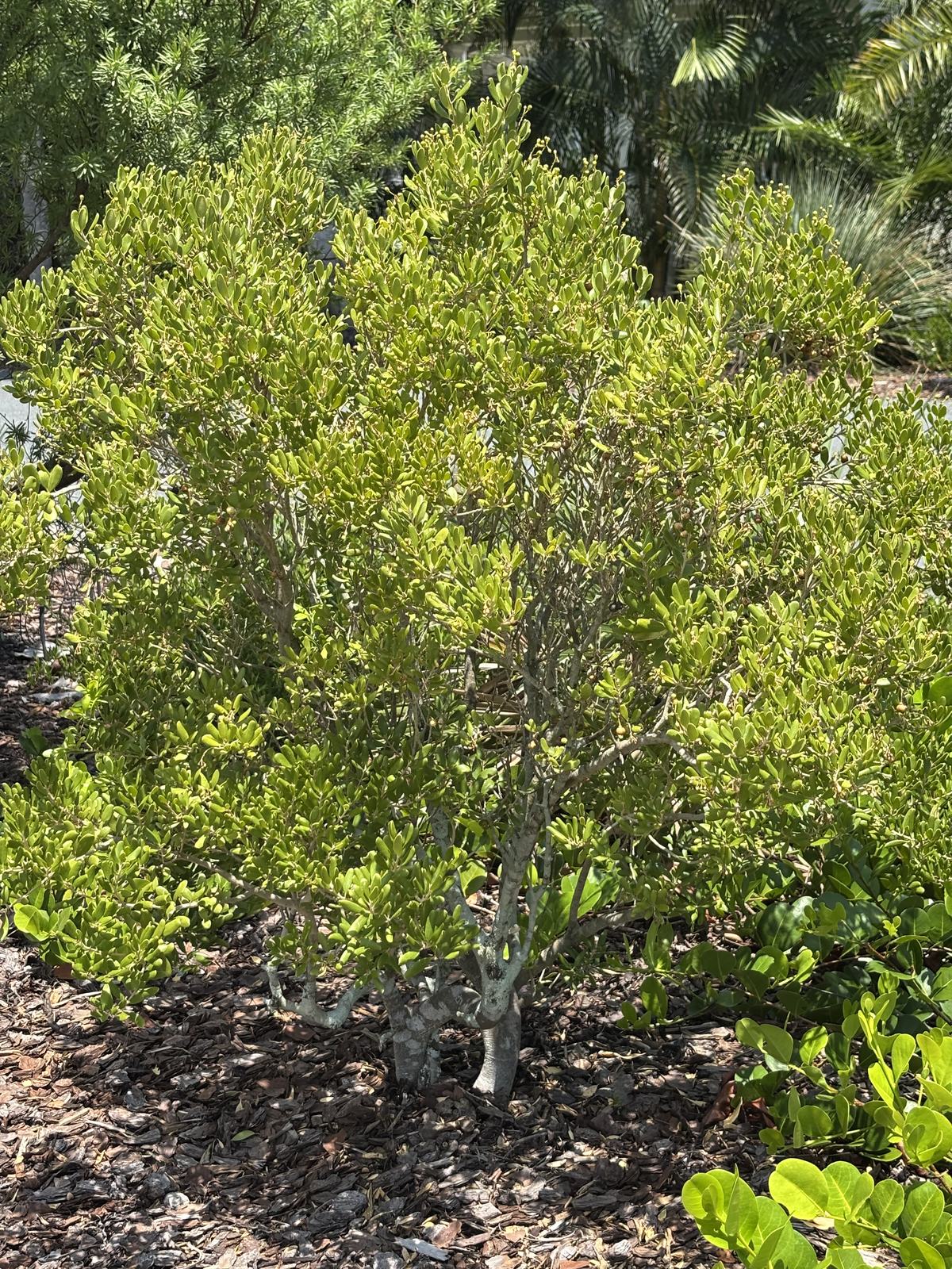 Joewood, Jacquinia keyensis