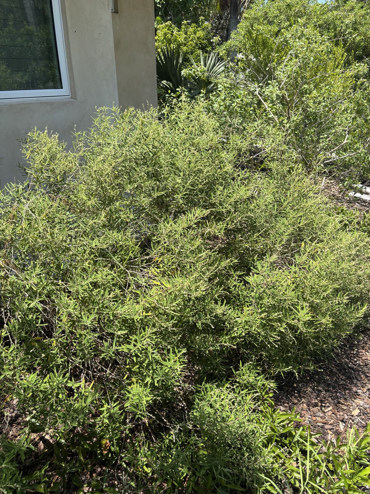 Pineland Croton, Croton linearis