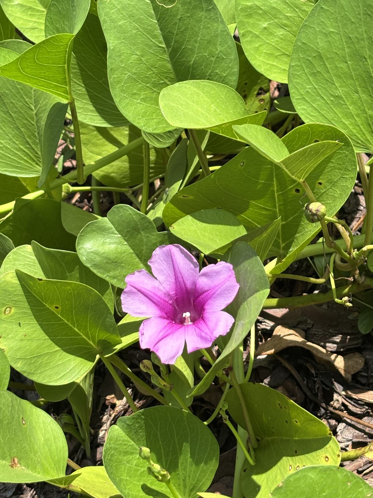 Railroad Vine, Ipomoea pes-caprae