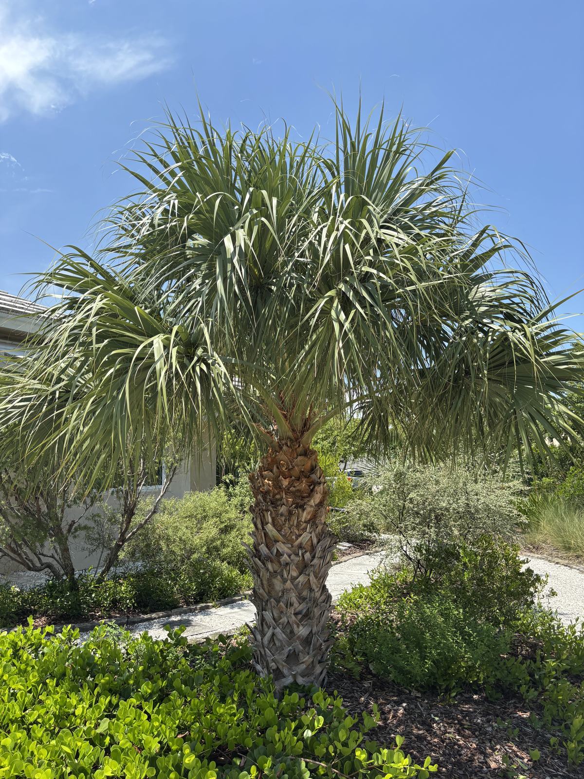 Sabal Palm, Sabal palmetto