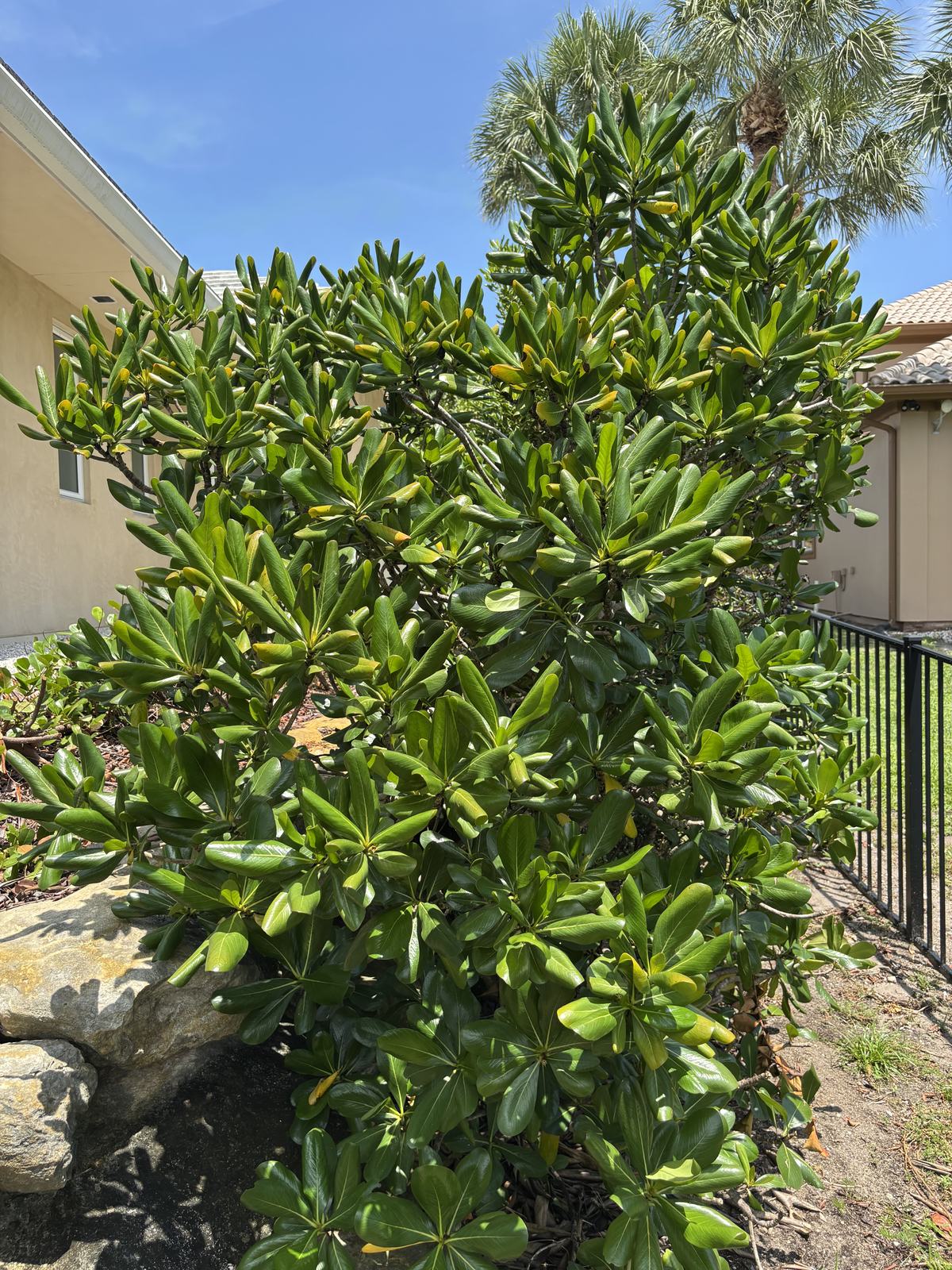 Seven Year Apple, Casasia clusiifolia