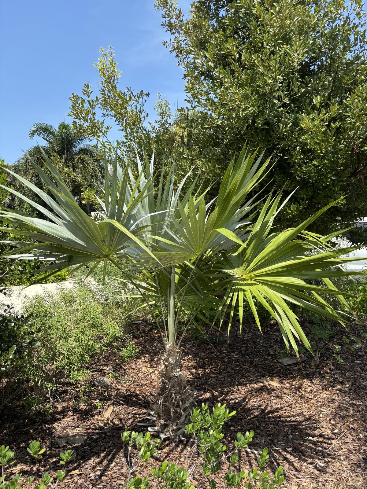 Silver Thatch Palm, Coccothrinax argentata
