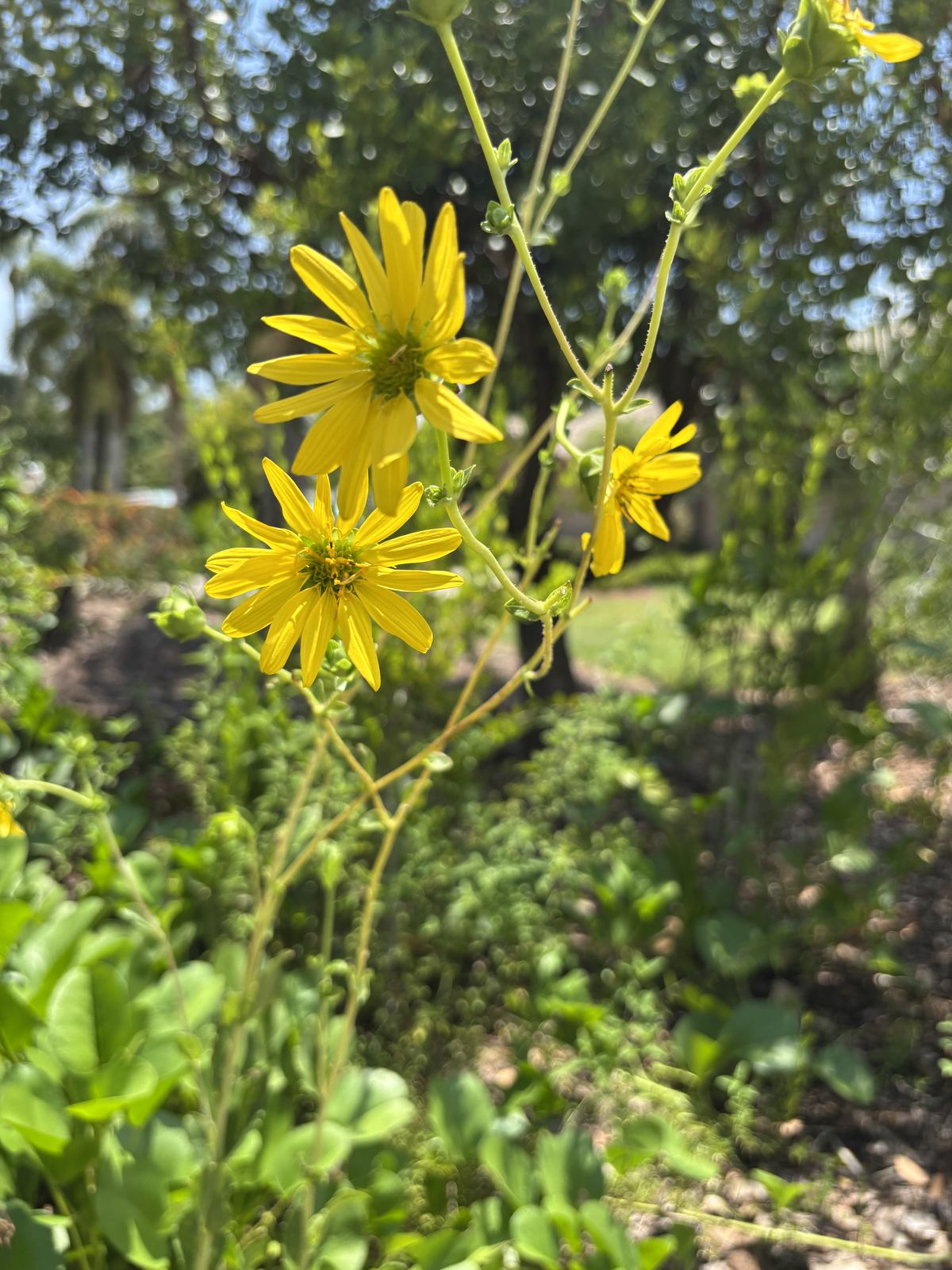 Starry Rosinweed, Silphium asteriscus