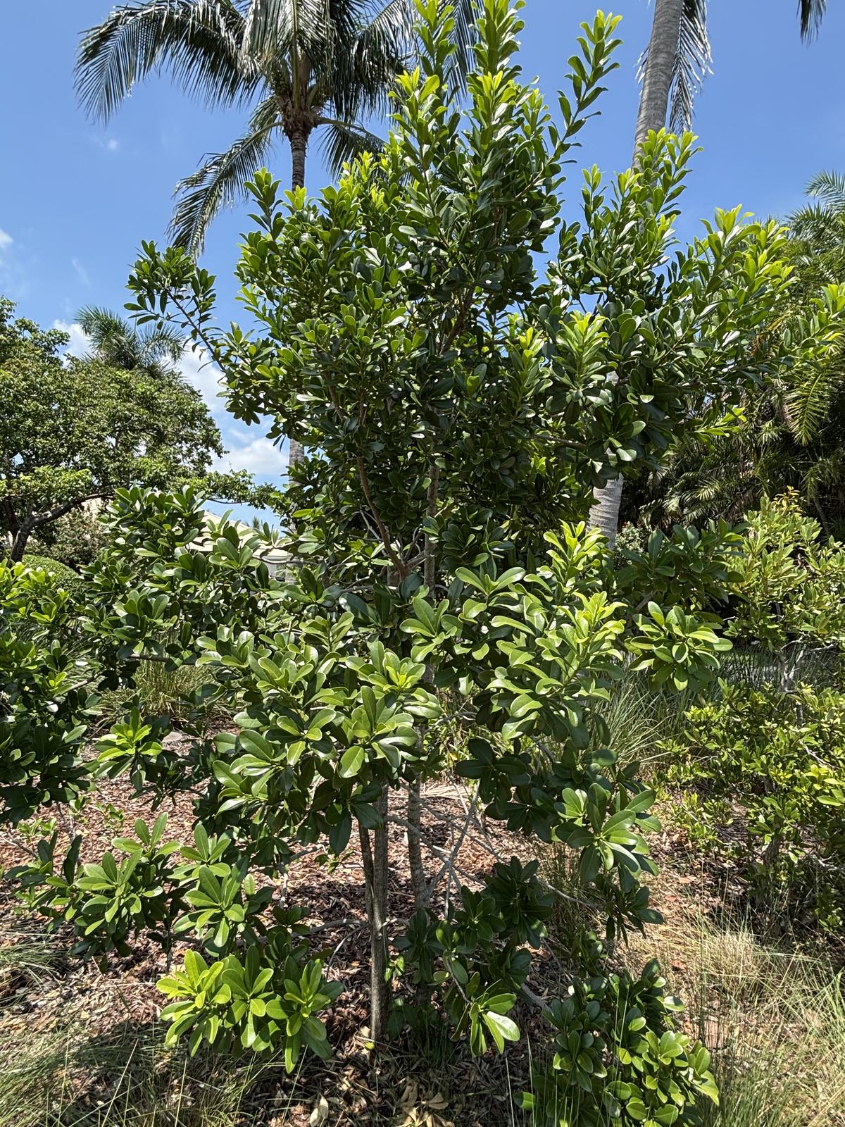 Wild Cinnamon, Canella winterana